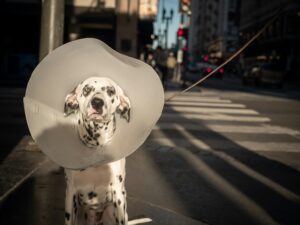 First Aid for Minor Injuries in Dogs: A Practical Guide for Every Dog Owner