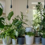 home plants