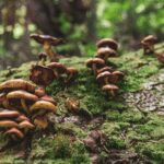 Psilocibin iz gljiva usporava starenje, kažu znanstvenici Mushrooms