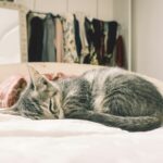 Why Do Cats Prefer Sleeping on Their Left Side? Scientists Have a Theory danilo-batista-Msw24CklmiM-unsplash