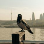 wild crows collecting cigarette butts in Sweden