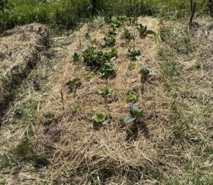 Nije više stvar izbora: sve više ljudi pokreće vlastiti vrt