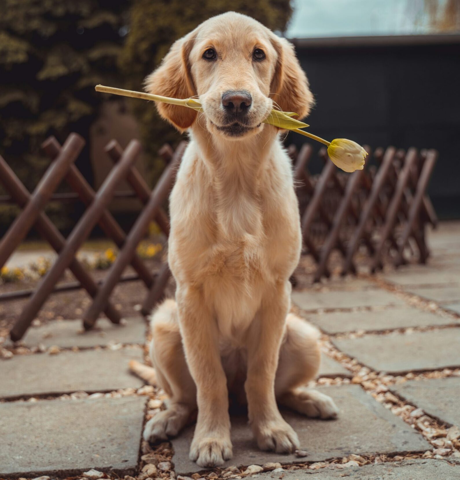 Zlatni retriver u sjedećem položaju okrenut prema kameri i u ustima ima žuti tulipan.