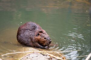 Beavers in London Are Helping Reduce Flood Risk