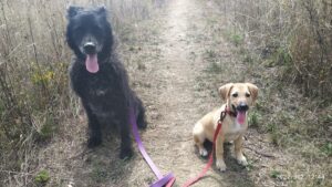 World Animal Day: Croatia has laws, but animal welfare groups warn that enforcement still falls short