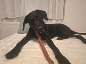 Građani reagirali na zlostavljanje psa: Tedi je spašen i sada traži dom